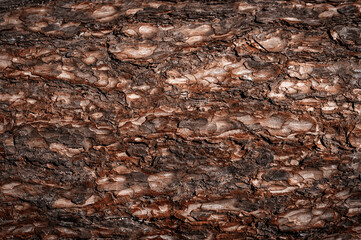 Brown wood texture. Abstract wood texture background. Beautiful background of tree bark. Copy space for text