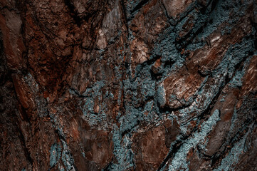 Dark wood board use for background. Embossed rough texture of wood bark. Brown bark with turquoise moss
