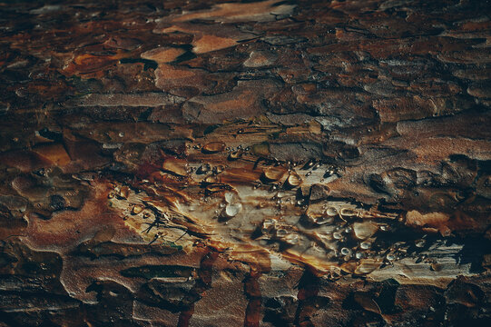 Texture of bark wood used as natural background. Against the background of a tree drops of pine oil. Original wood background.