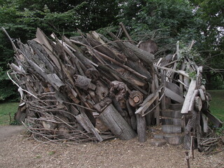 tree in Brooklyn Botanic Garden in New York City