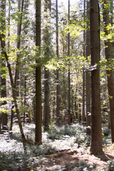 stem of fir tree with rocks in forest