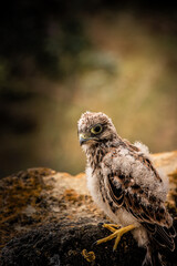 Cría de pequeño halcón (Falco tinnunculus)