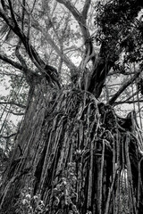 Large curtain fig on the Tropical North Queensland, Australia