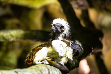 callithrix jacchus