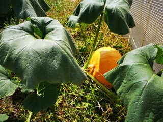 Jardin potager