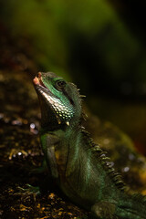 Naklejka premium green iguana un the green background