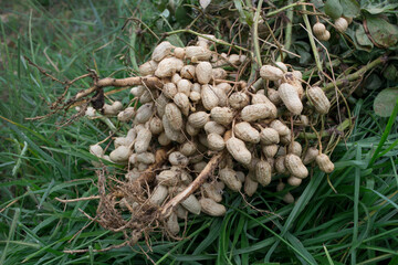 Fresh peanuts plants with roots plants harvest of peanut plants.