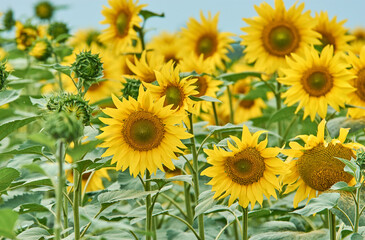 Obraz premium field of sunflowers in the summer