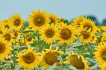 Fototapeta premium sunflowers in the field