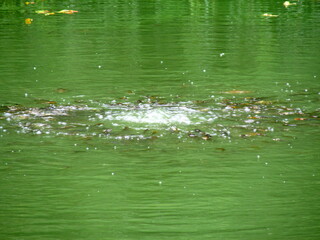 lake in Brooklyn Botanic Garden in New York City