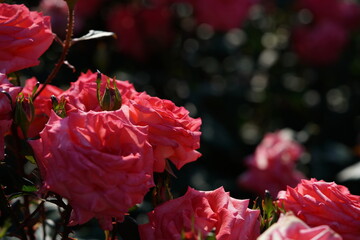 Pink Flower of Rose 'Princess Sayako' in Full Bloom
