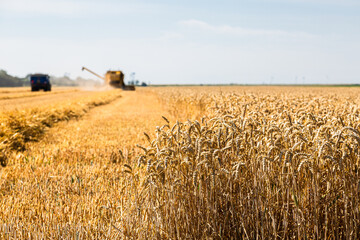 Fototapeta premium Harvesting Wheat in Zeeland, the Netherlands in July 2020