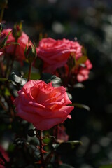 Obraz premium Pink Flower of Rose 'Princess Sayako' in Full Bloom 
