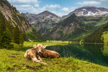 Cows relaxing at lake Vilsalpsee in the valley of Tannheim / Kühe am Vilsalpsee im sommerlichen Tannheimer Tal
