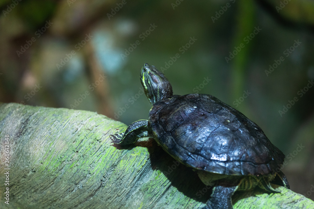 Wall mural terrestrial turtle