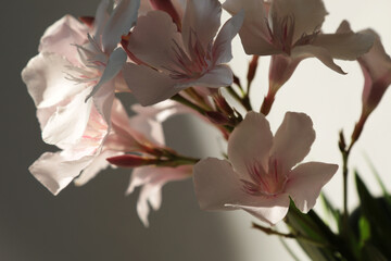 Obraz premium Fiori recisi; oleandri profumati in vaso, dettagli