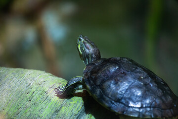 Obraz premium terrestrial turtle