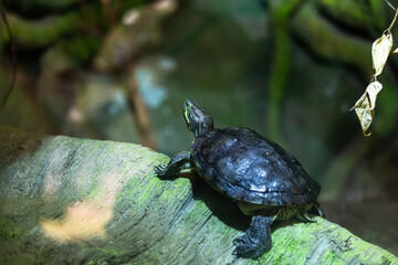 terrestrial turtle