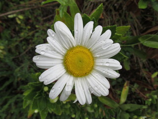 Obraz premium flower in Brooklyn Botanic Garden in New York City