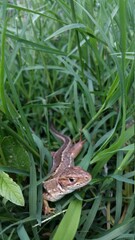 brown lizard in the green grass