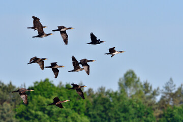 Kormorane im Flug in der Oberlausitz
