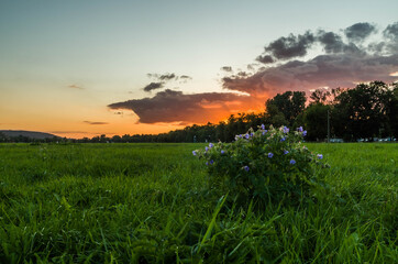 Sunset in Cracow's Błonia, Poland