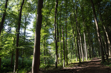 path through shady summer forest