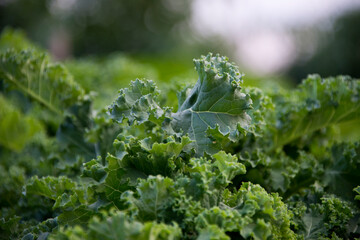 Green kale growing in a garden