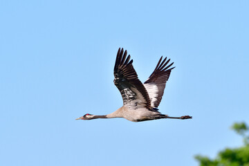Grauer Kranich im Flug