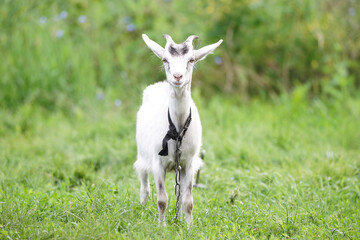 goat on grass...