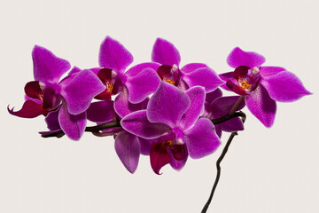Pink orchid flower branch isolated