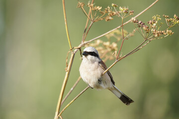 red-backed shrike (Lanius Collurio).