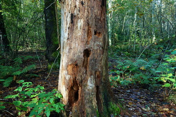 Forest scene, tree trunk view.