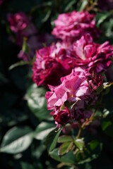 Purple Flower of Rose 'Purple Tiger' in Full Bloom

