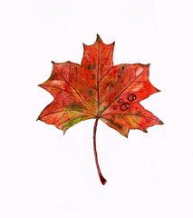 Autumn maple leaf with raindrops. Watercolor illustration. Template for labels, textiles, banners