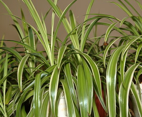 Fototapeta premium close up of a plant