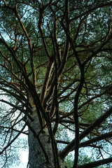 Forest scene, tree trunk view.