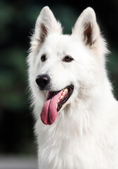 portrait of a white swiss shepherd dog