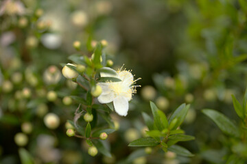 Myrtle flowers and dark green foliage natural background