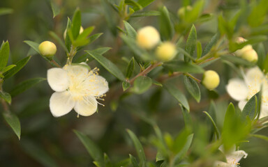 Myrtle flowers and dark green foliage natural background