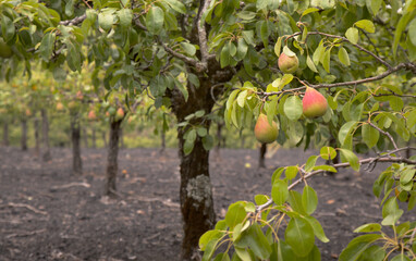 Pear branches with ripening fruit, growing food background