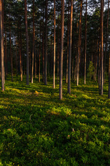 Obraz premium sunlit trees with shadows