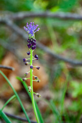 Orchidea Selvatica