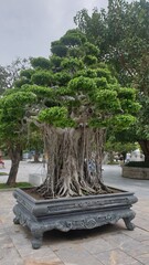 Fototapeta na wymiar Park oriental tree