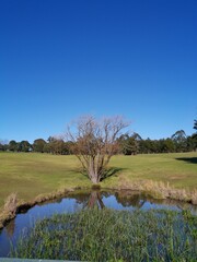 Beautiful morning view of a small pond in a park with reflections of deep blue sky and tall trees, Fagan park, Galston, Sydney, New South Wales, Australia