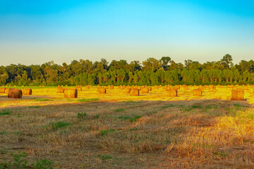 Fototapeta premium Field with bales