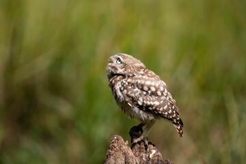 The little owl (Athene noctua)  sitting on the perch