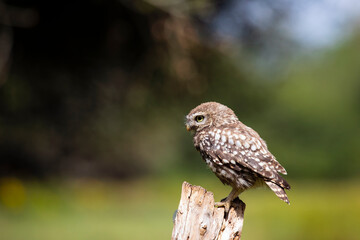 The little owl (Athene noctua)  sitting on the perch