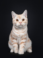 Naklejka na ściany i meble Cute creme tabby American Shorthair cat kitten, sitting facing forward. Looking beside camera with orange eyes. Isolated on black background.