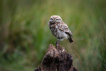 The little owl (Athene noctua)  sitting on the perch